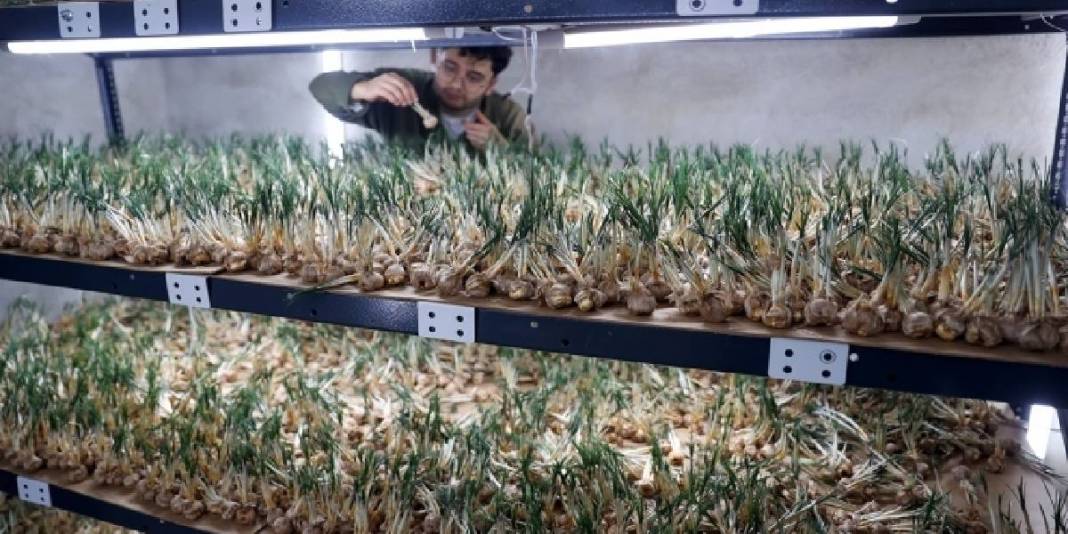 Dünyanın en değerli baharatına yeni boyut! Topraksız yetiştirdi, 1 milyondan fazla gelir sağladı: Hedefi üretimi artırmak 1